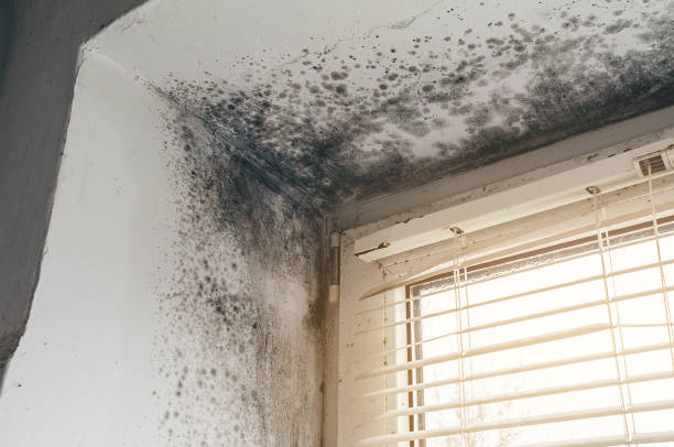 Affordable Attic Mold Remediation solutions in Lyndhurst, VA